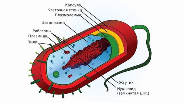 АГБК, Әбітай А.Н. Жасуша құрылысы мен қызметтері және оның ерекшеліктері, смотреть онлайн