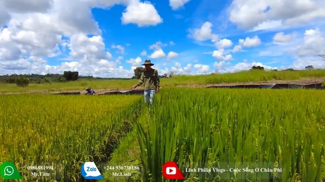 Linh Philip || Khẳng Định 100% Thành Công Lúa Nước Của Việt Nam Tại Angola !!! смотреть онлайн