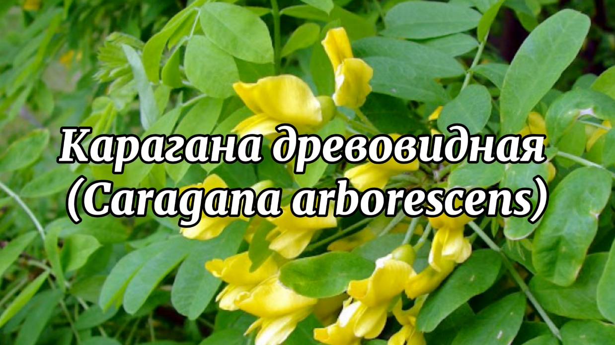 Карагана смотреть онлайн