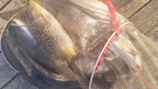 Три Пескаря! смотреть онлайн