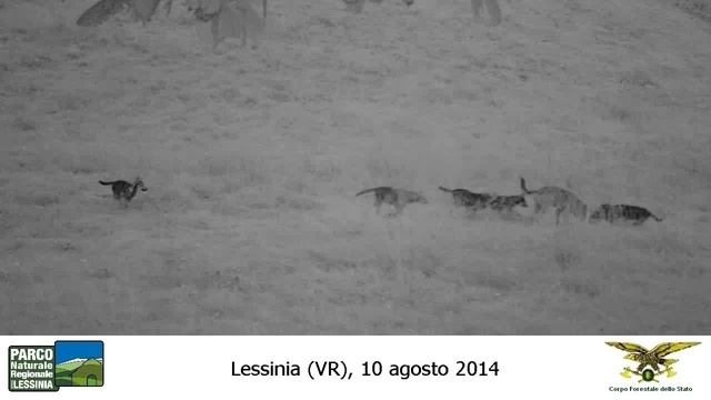 Lupo Giulietta Lessinia - 10-08-2014 смотреть онлайн