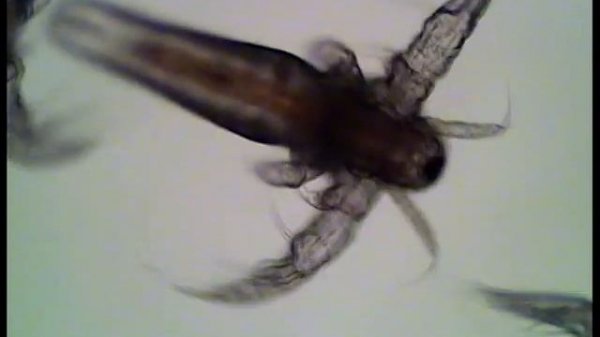 Артемия под микроскопом (Artemia Salina)