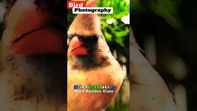 Bird photography | Bird Feeder Cam | Cardinal Quick 1 | birdwatching @BirdWatchingTherapy смотреть онлайн