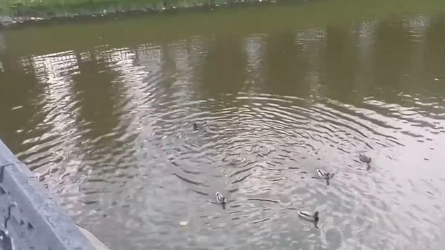 Утка в Казани смотреть онлайн