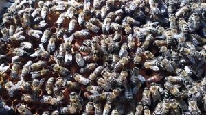 Поймать Рой/Бесплатное Разведение Пчёл / Поиск Пчёломатки/