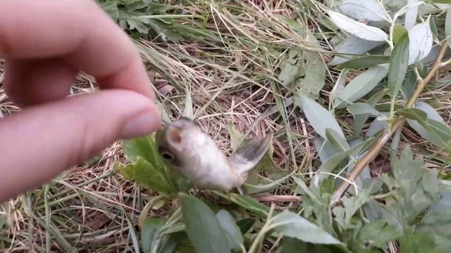 Рыбалка. #1 смотреть онлайн