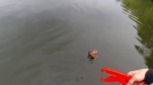 Ловлю атомную тиляпию. Рыбалка на Нововоронежском охладителе.