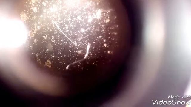 КАПЛЯ ЛУЖИ ПОД МОИМ МИКРОСКОПОМ!!!!!!!!!!