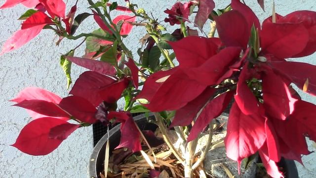 In The Garden...July 8. 2015: Potatoes, Poinsettia And Pomegranate