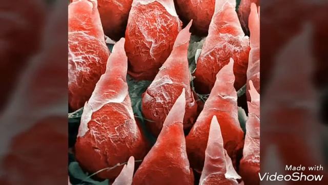 Угадай,  Вещь Под Микроскопом😮.