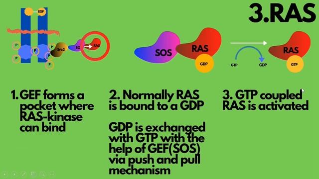 MAP-Kinase-Signalpathway Explained Easy смотреть онлайн