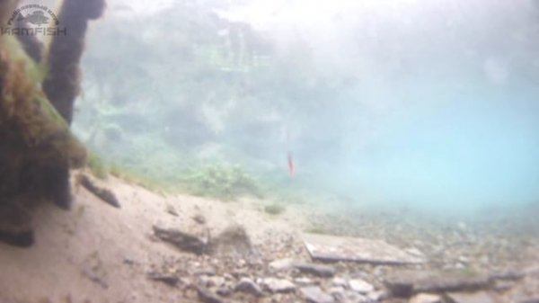 Балансиры SPRUT. Часть 2. Kamfish