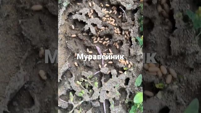 Муравьи в поти лица!