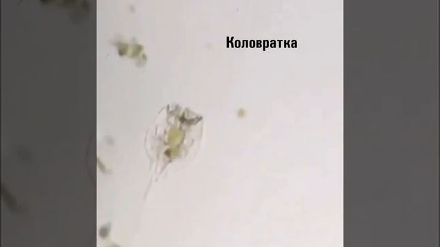 Жители всего одной Капли воды