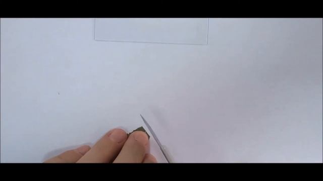 Микроскопическое строение хвои и листа смотреть онлайн
