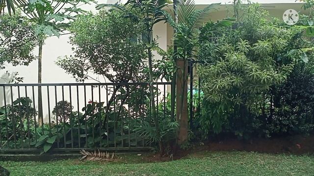 The nature's outside the window смотреть онлайн