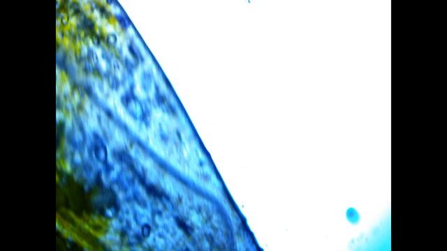 Лепесток лилии под микроскопом