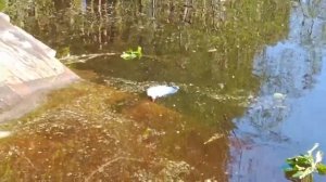 Видео про майских жуков 
Майские жуки пошли в плаванье