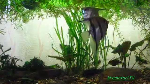 Аквариум.wmv смотреть онлайн