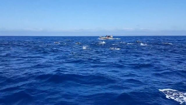 Dolphin with Adventure RIB Rides смотреть онлайн