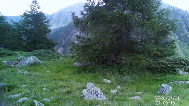 Lupo grigio sulle tracce dei cervi смотреть онлайн