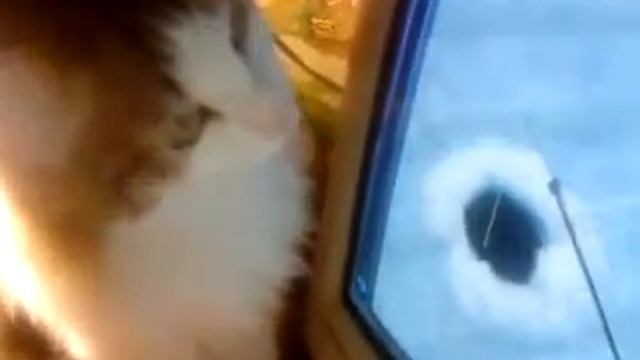 мой кот рыбачит смотреть онлайн