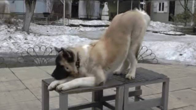 Догтренинг 496. Несравненный американский акита Лорд