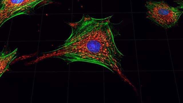 Эндотелиальные клетки легочной артерии