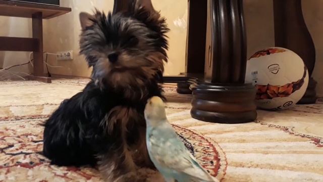 Пёсик лапкой птичку.... смотреть онлайн