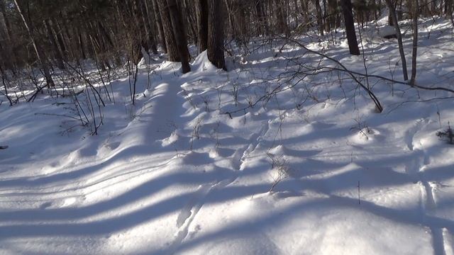 Ussuriyskaya Taiga  Уссурийская Тайга