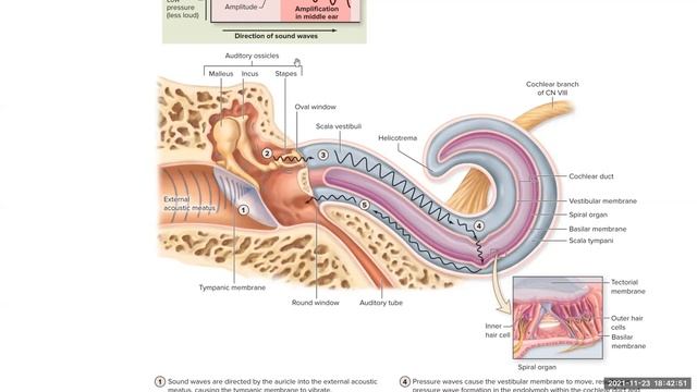 Day 26: Special Senses (Ch16) Lecture Part 3 BIO 210 721 смотреть онлайн