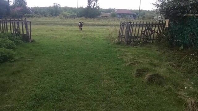 В деревне после дождя 😭😭😭 смотреть онлайн