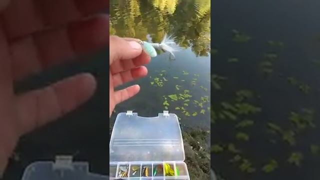 Обзор новых нажив на хищника смотреть онлайн