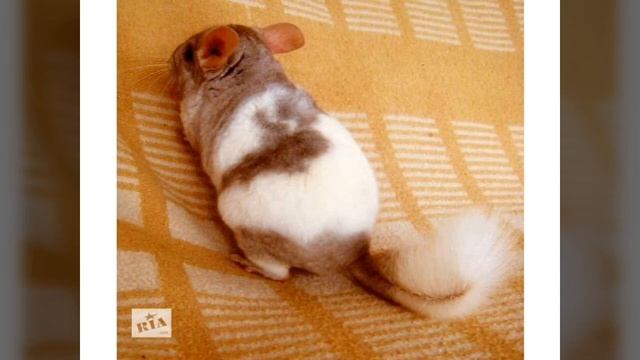 ВСЁ О ШИНШИЛЛАХ! ПЕРВОЕ ВИДЕО! смотреть онлайн