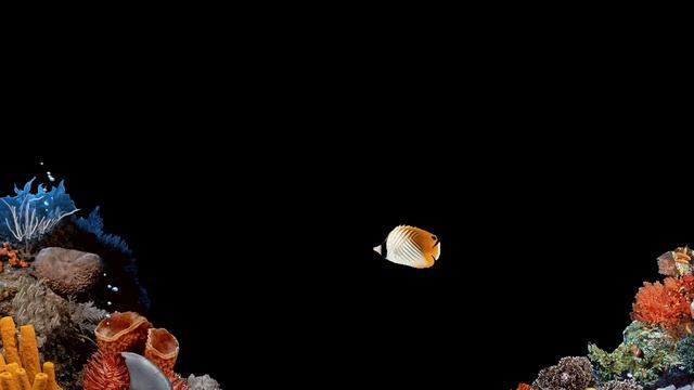 Windows 98 Fish Screensaver смотреть онлайн