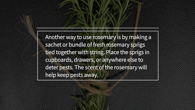 How to Deter Pests Using Essential Oils - ANTS, COCKROACHES, FLIES, MOSQUITOES, MITES, MICE & RATS смотреть онлайн