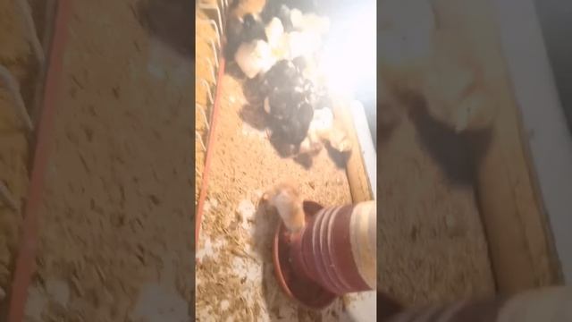 Farm Visit: Ft. Rir, Black austrolorp and plymouth chickens смотреть онлайн