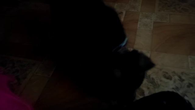 Мы завели собачку смотреть онлайн