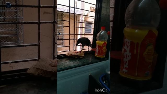 ##kauwa ki party 🎉 // kha rha h chicken 🐔 //kitchen k window par ### viral/ смотреть онлайн
