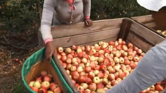 Picking Apples Pears — SA Orchard смотреть онлайн