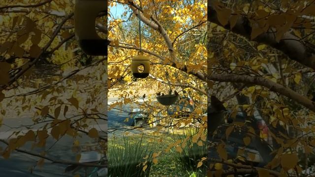 Advent of Autumn... смотреть онлайн