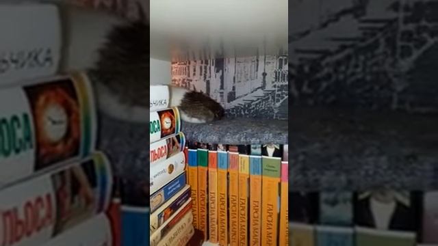 Клетка смотреть онлайн