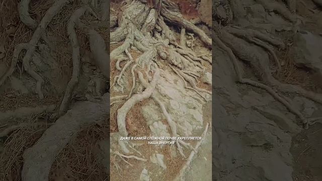 Энергетические практики #yogaforhealth #yogashorts #yogalife #yogateacher #yogadaily #омоложение