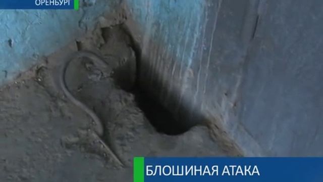 Блошиная атака 19-07-12 смотреть онлайн