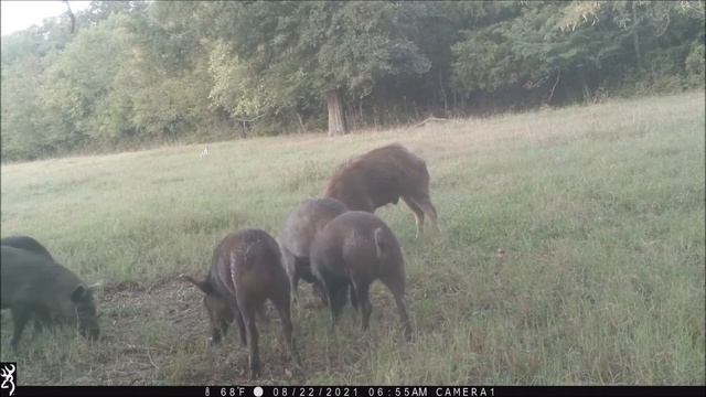 Browning Recon Force Summer Video at the Hanging Feeder смотреть онлайн