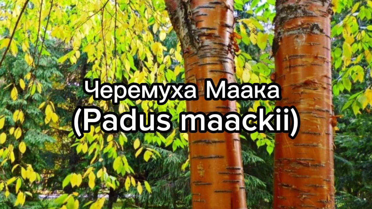 Черемуха маака смотреть онлайн