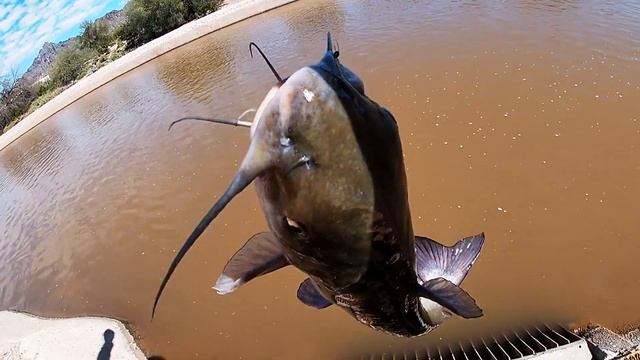 March 2019 Mad Catfishing смотреть онлайн