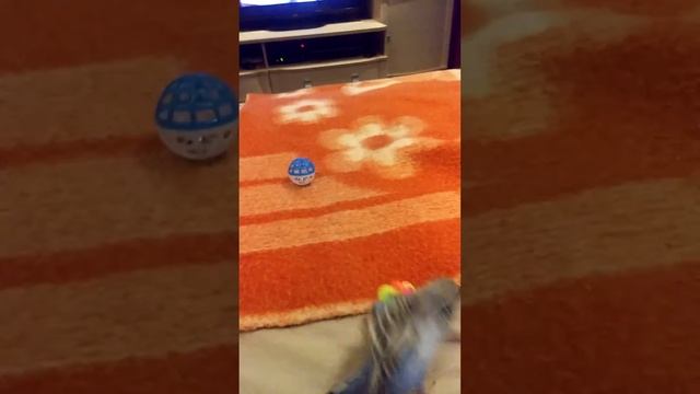 Вовка играет в мяч смотреть онлайн