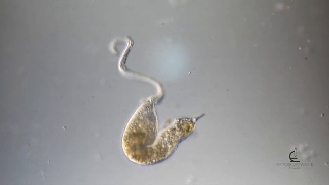 Pseudomonilicaryon anser | Ciliate under microscope смотреть онлайн