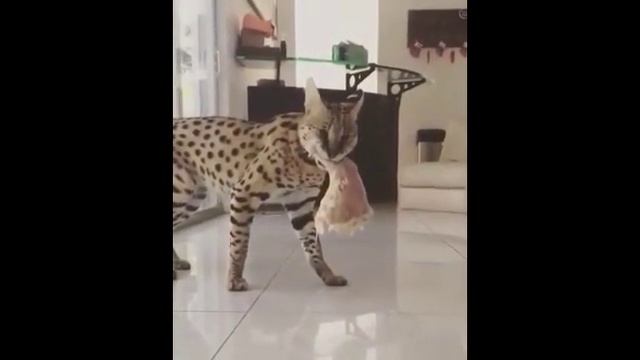 Забавные кошки смотреть онлайн